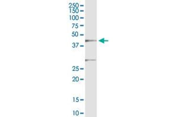 IKbIP antibody  (AA 1-377)