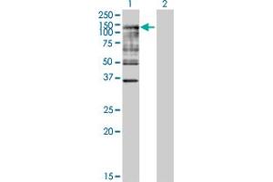 Western Blot analysis of UBA7 expression in transfected 293T cell line by UBA7 MaxPab polyclonal antibody. (UBA7 antibody  (AA 1-1012))