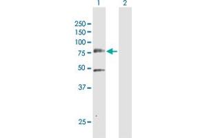 Western Blot analysis of PLK3 expression in transfected 293T cell line by PLK3 MaxPab polyclonal antibody. (PLK3 antibody  (AA 1-646))