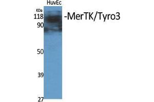Western Blot (WB) analysis of specific cells using MerTK/Tyro3 Polyclonal Antibody. (MerTK/Tyro3 antibody  (Ser1181))