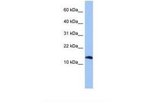 Image no. 1 for anti-Parathyroid Hormone 2 (PTH2) (C-Term) antibody (ABIN6739404) (Parathyroid Hormone 2 (PTH2) (C-Term) antibody)