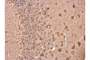 IHC-P Image EEF1A2 antibody detects EEF1A2 protein at cytosol on mouse fore brain by immunohistochemical analysis. (EEF1A2 antibody)
