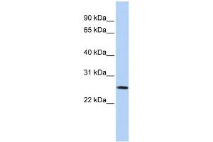 WB Suggested Anti-VGLL1 Antibody Titration: 0. (VGLL1 antibody  (Middle Region))