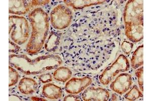 Immunohistochemistry of paraffin-embedded human kidney tissue using ABIN7162567 at dilution of 1:100 (PNLIPRP2 antibody  (AA 305-460))