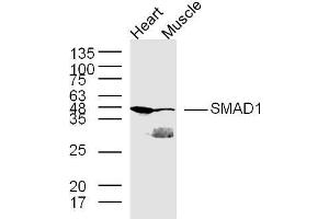 Line 1, mouse heart lysates；line 2, mouse muscle lysates, probed with SMAD1 Polyclonal Antibody, Unconjugated  at 1:300 in 4˚C overnight. (SMAD1 antibody  (AA 151-250))