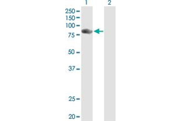 NCKIPSD anticorps  (AA 1-715)