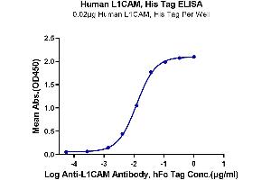 Immobilized Human L1CAM, His Tag at 0. (L1CAM Protein (AA 20-1120) (His tag))