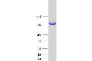 Validation with Western Blot (Glycogenin 2 Protein (GYG2) (Transcript Variant 1) (Myc-DYKDDDDK Tag))