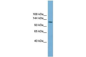 WB Suggested Anti-CDC27  Antibody Titration: 0. (CDC27 antibody  (Middle Region))