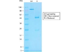 SDS-PAGE Analysis of Purified CD45RB Rabbit Recombinant Monoclonal Antibody (PTPRC/1783R). (Recombinant CD45 antibody)