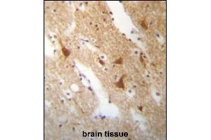 ELAVL3 Antibody (N-term) (ABIN657256 and ABIN2846353) immunohistochemistry analysis in formalin fixed and paraffin embedded human brain tissue followed by peroxidase conjugation of the secondary antibody and DAB staining. (HuC/ELAVL3 antibody  (N-Term))