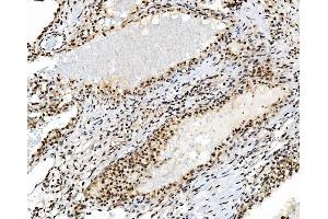 IHC analysis of TAF4 using anti-TAF4 antibody (ABIN7602114).