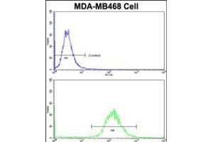 Flow cytometric analysis of MDA-MB468 cells using DFNA5 Antibody (N-term)(bottom histogram) compared to a negative control cell (top histogram)FITC-conjugated goat-anti-rabbit secondary antibodies were used for the analysis. (DFNA5 antibody  (N-Term))
