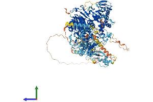 AlphaFold protein structure predicition of Human Recombinant POLG Protein, UniprotID P54098 (POLG Protein (AA 1-1239) (His tag))