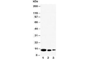 Western blot testing of CXCL9 antibody and Lane 1:  recombinant human protein 10ng;  2: 5ng;  3: 2.