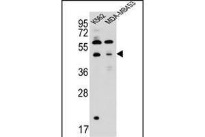 SNX29 Antibody (C-term) (ABIN657262 and ABIN2846357) western blot analysis in K562,MDA-M cell line lysates (35 μg/lane). (SNX29 antibody  (C-Term))