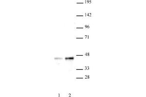 Western blot of SET8 / PR-SET7 antibody.