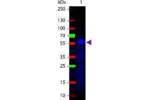 Western Blot of Rabbit anti-Mouse IgG2b (Gamma 2b chain) Fluorescein Conjugated Antibody. (Rabbit anti-Mouse IgG2b (Heavy Chain) Antibody (FITC) - Preadsorbed)