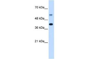 PUF60 antibody used at 5 ug/ml to detect target protein. (PUF60 antibody  (C-Term))