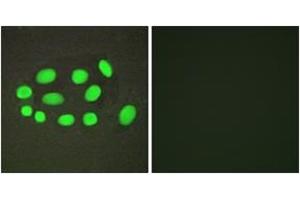 Immunofluorescence analysis of A549 cells, using SPZ1 Antibody. (SPZ1 antibody  (AA 111-160))