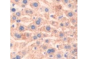 IHC-P analysis of Mouse Tissue, with DAB staining. (Prothrombin antibody  (AA 325-618))