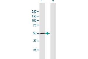 Western Blot analysis of CYP4X1 expression in transfected 293T cell line by CYP4X1 MaxPab polyclonal antibody. (CYP4X1 antibody  (AA 1-509))