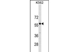 PBX3 Antibody (N-term) (ABIN1881636 and ABIN2838640) western blot analysis in K562 cell line lysates (35 μg/lane). (PBX3 antibody  (N-Term))