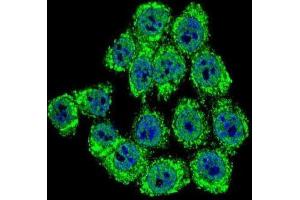 Immunofluorescence (IF) image for anti-Neurofibromin 2 (NF2) antibody (ABIN3002797)