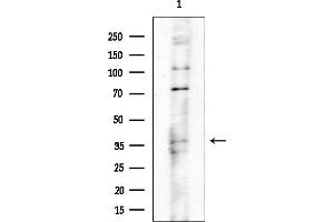 Western blot analysis of lysates from Mouse testis, using RPC4 Antibody at 1/1000 dilution.