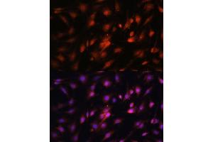 Immunofluorescence (IF) image for anti-Jun Proto-Oncogene (JUN) (AA 1-70) antibody (ABIN6142670)