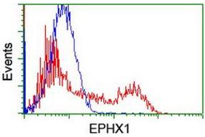 Image no. 2 for anti-Epoxide Hydrolase 1, Microsomal (Xenobiotic) (EPHX1) (AA 21-230) antibody (ABIN1491195) (EPHX1 antibody  (AA 21-230))