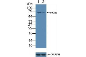 Western Blotting (WB) image for anti-Pyruvate Kinase M2 (PKM2) (AA 141-248) antibody (ABIN7432133)