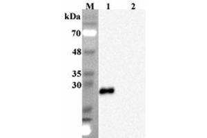 Western blot analysis using anti-FGF-19 (human), mAb (FG369-1)  at 1:2000 dilution.