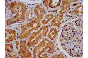 IHC image of ABIN7155077 diluted at 1:400 and staining in paraffin-embedded human kidney tissue performed on a Leica BondTM system.