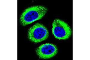 Immunofluorescence (IF) image for anti-Low Density Lipoprotein Receptor-Related Protein 12 (LRP12) antibody (ABIN2996357) (LRP12 antibody)