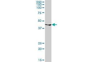 GATA1 MaxPab rabbit polyclonal antibody. (GATA1 antibody  (AA 1-413))