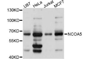 Western blot analysis of extracts of various cell lines, using NCOA5 antibody (ABIN5971806) at 1:3000 dilution.