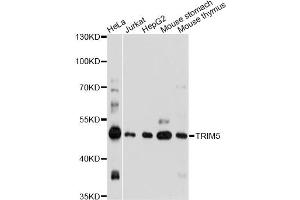 Western blot analysis of extracts of various cell lines, using TRIM5 antibody. (TRIM5 antibody)