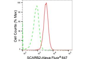 Flow cytometric analysis of SCARB2 expression in C2C12 cells using SCARB2 antibody (ABIN7800277), 1:2,000). (Recombinant SCARB2 antibody)