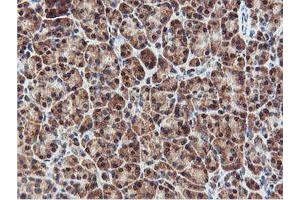 Image no. 4 for anti-Arginyl Aminopeptidase (Aminopeptidase B) (RNPEP) antibody (ABIN1500729) (RNPEP antibody)