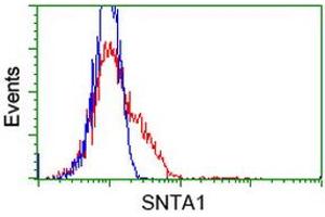 HEK293T cells transfected with either RC204480 overexpress plasmid (Red) or empty vector control plasmid (Blue) were immunostained by anti-SNTA1 antibody (ABIN2453663), and then analyzed by flow cytometry. (SNTA1 antibody)