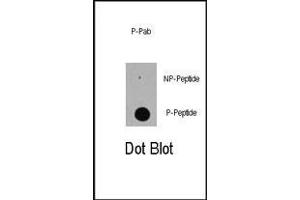 Dot blot analysis of anti-Phospho-E-S89 Pab (ABIN389618 and ABIN2839622) on nitrocellulose membrane. (p300 antibody  (pSer89))