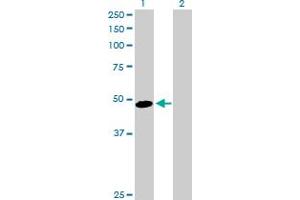 Western Blot analysis of AHSG expression in transfected 293T cell line by AHSG MaxPab polyclonal antibody. (Fetuin A antibody  (AA 1-367))