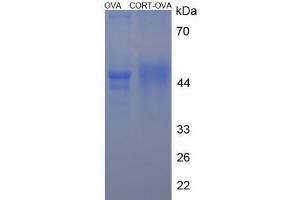 Image no. 2 for Cortistatin (CORT) peptide (Ovalbumin) (ABIN5666144) (Cortistatin (CORT) peptide (Ovalbumin))
