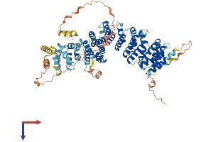 AlphaFold protein structure predicition of Human Recombinant MROH6 Protein, UniprotID A6NGR9 (MROH6 Protein (AA 1-719) (His tag))