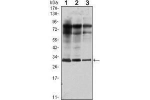 Western blot analysis using Rab25 mouse mAb against MCF-7 (1), T47D (2) and GC7901 (3) cell lysate.
