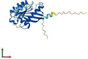 AlphaFold protein structure predicition of Mouse Recombinant Rab4a Protein, UniprotID P56371