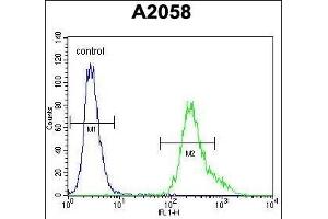 UBXN2A Antibody (C-term) (ABIN655308 and ABIN2844890) flow cytometric analysis of  cells (right histogram) compared to a negative control cell (left histogram). (UBXN2A antibody  (C-Term))