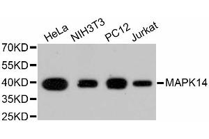 Western blot analysis of extracts of various cell lines, using MAPK14 antibody (ABIN5997045). (MAPK14 antibody)