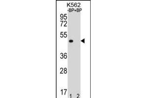 Western blot analysis of OR8K3 Antibody (C-term) Pab (ABIN656419 and ABIN2845710) pre-incubated without(lane 1) and with(lane 2) blocking peptide in K562 cell line lysate. (OR8K3 antibody  (C-Term))